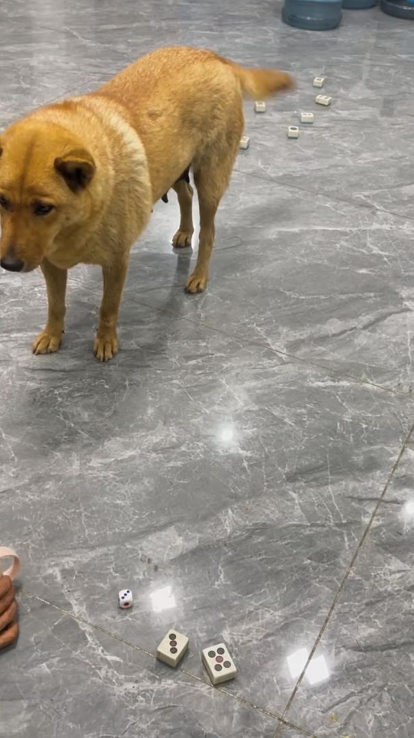 Smart Dog
