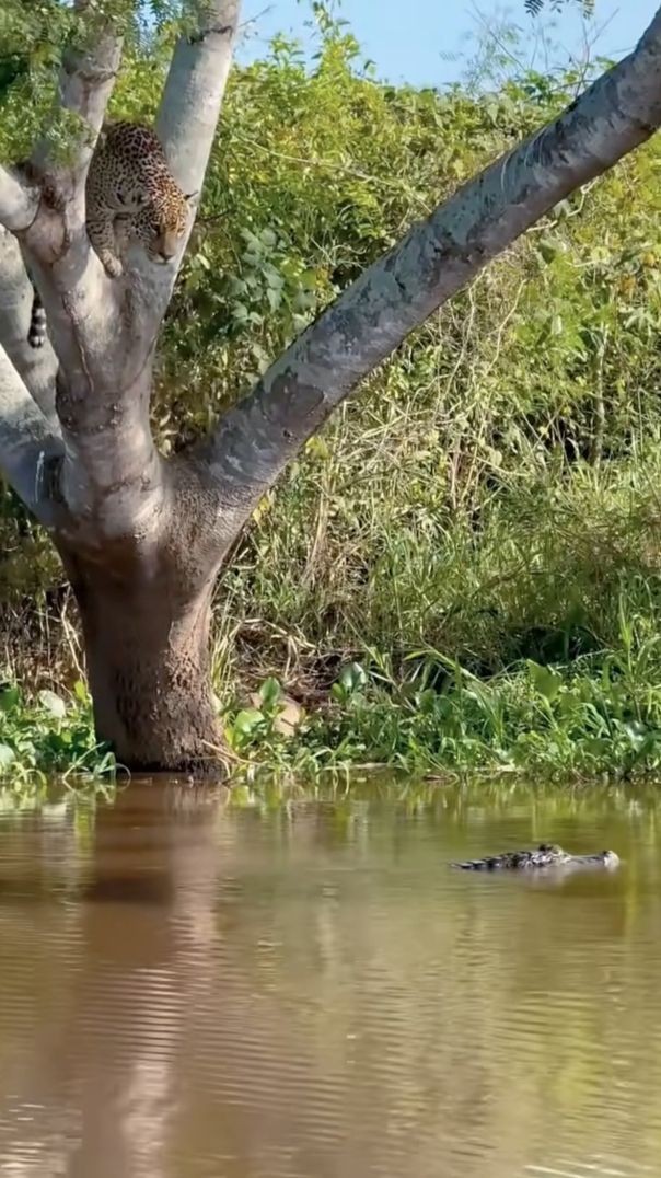 Tiger hunting croc